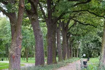 Więcej drzew w Lublińcu. Gdzie zostaną posadzone?