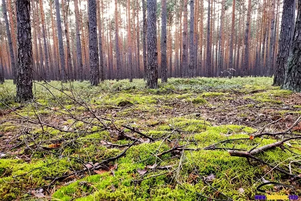 Ankieta w sprawie lasów społecznych w Nadleśnictwie Lubliniec