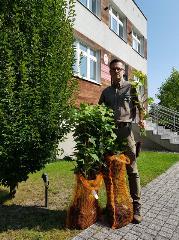 Nadleśnictwo Lubliniec rozda bezpłatnie sadzonki drzew