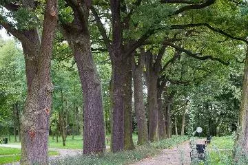 Drzewa ze statusem pomnika przyrody przejdą ekspertyzę dendrologiczną