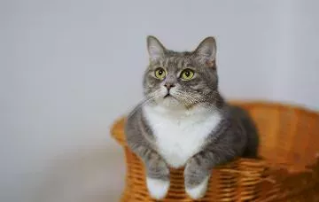 Szaro-biały kot siedzący w wiklinowym koszyku